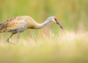 开云体育app-利拉德数据全面爆炸，森林狼狂胜山西队，展现NBA与CBA的鸿沟